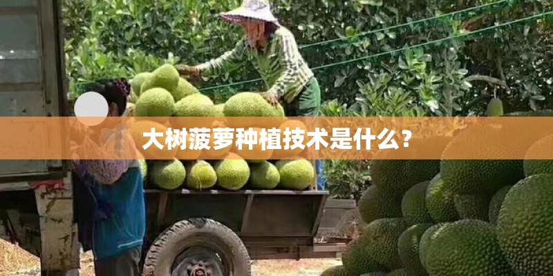 大树菠萝种植技术是什么? 大树菠萝种植技术是什么?