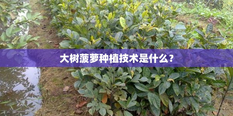 大树菠萝种植技术是什么? 大树菠萝种植技术是什么?