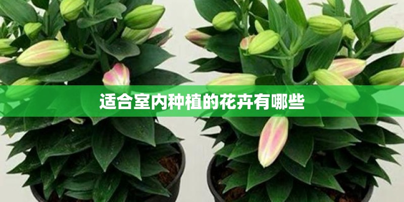 适合室内种植的花卉有哪些