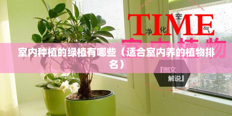 室内种植的绿植有哪些（适合室内养的植物排名）
