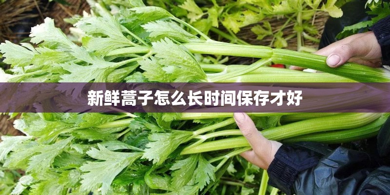 新鲜蒿子怎么长时间保存才好 新鲜蒿子怎么长时间保存才好