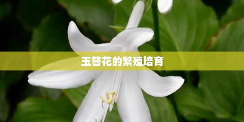 玉簪花的繁殖培育 玉簪花的繁殖培育