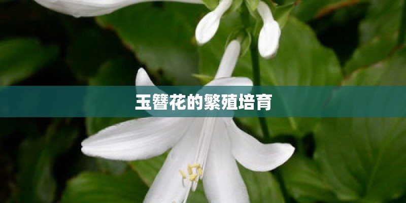 玉簪花的繁殖培育 玉簪花的繁殖培育