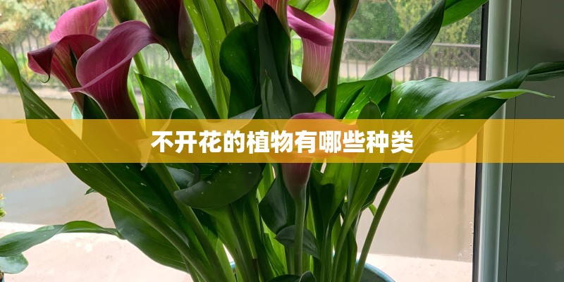 不开花的植物有哪些种类