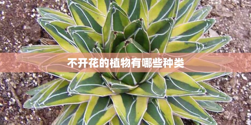 不开花的植物有哪些种类 不开花的植物有哪些种类