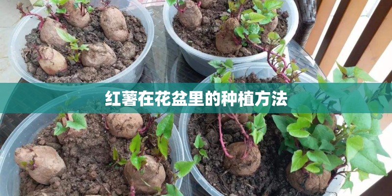 红薯在花盆里的种植方法
