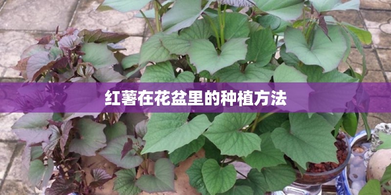 红薯在花盆里的种植方法 红薯在花盆里的种植方法