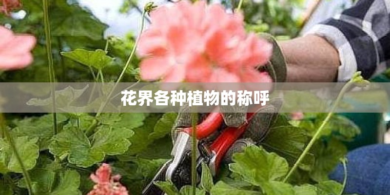 花界各种植物的称呼