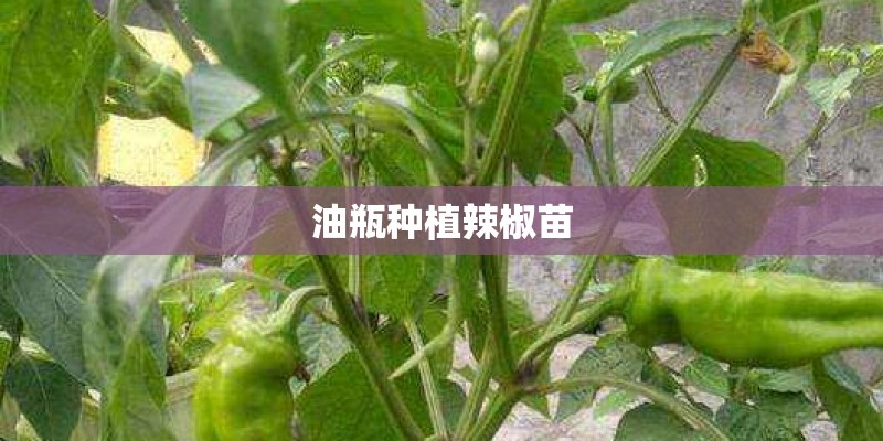 油瓶种植辣椒苗