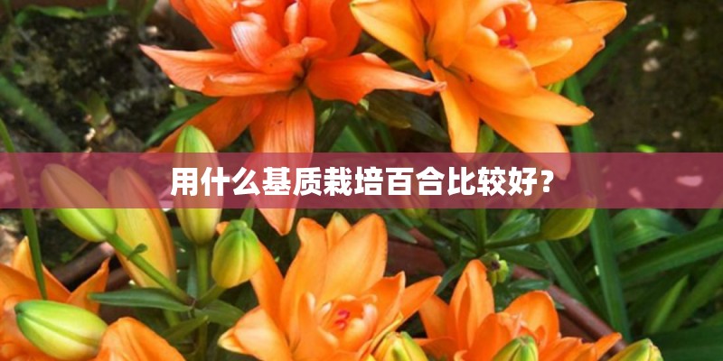 用什么基质栽培百合比较好? 用什么基质栽培百合比较好?