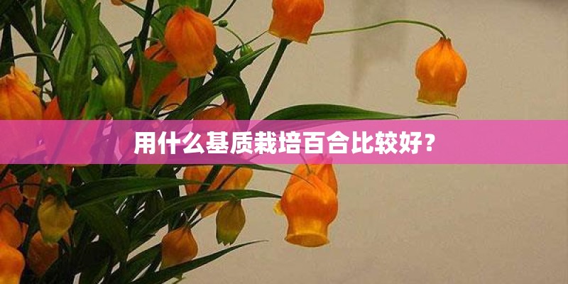 用什么基质栽培百合比较好? 用什么基质栽培百合比较好?