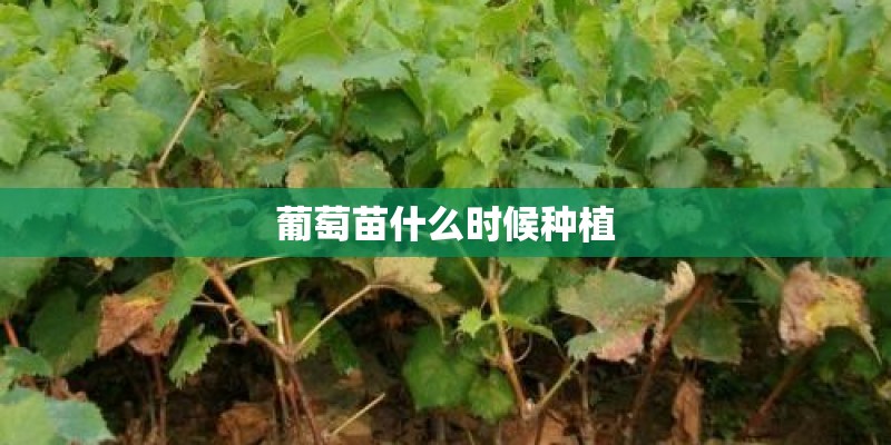 葡萄苗什么时候种植 葡萄苗什么时候种植