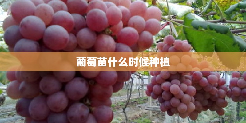 葡萄苗什么时候种植 葡萄苗什么时候种植
