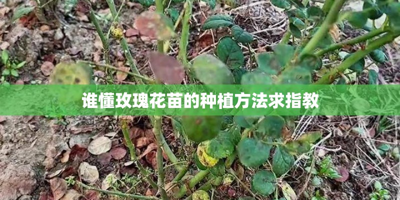 谁懂玫瑰花苗的种植方法求指教 谁懂玫瑰花苗的种植方法求指教