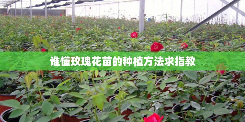 谁懂玫瑰花苗的种植方法求指教 谁懂玫瑰花苗的种植方法求指教