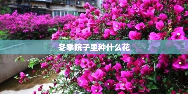 冬季院子里种什么花