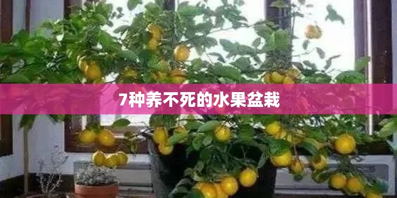 7种养不死的水果盆栽 7种养不死的水果盆栽