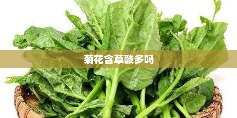 菊花含草酸多吗