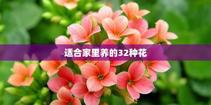 适合家里养的32种花