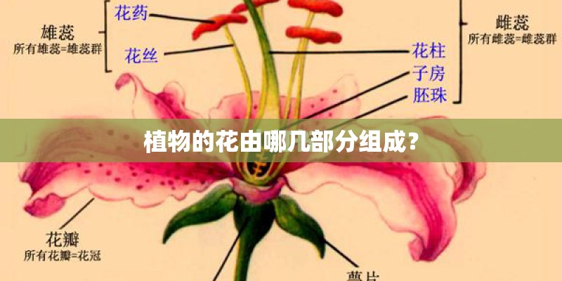 植物的花由哪几部分组成? 植物的花由哪几部分组成?