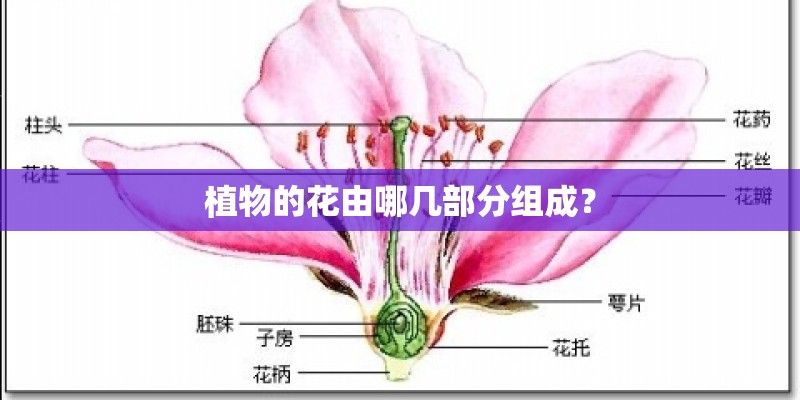 植物的花由哪几部分组成? 植物的花由哪几部分组成?
