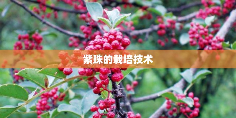 紫珠的栽培技术 紫珠的栽培技术