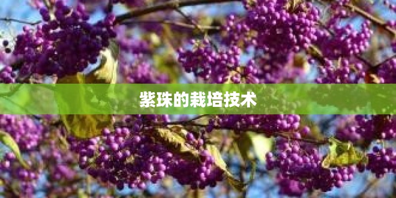 紫珠的栽培技术 紫珠的栽培技术
