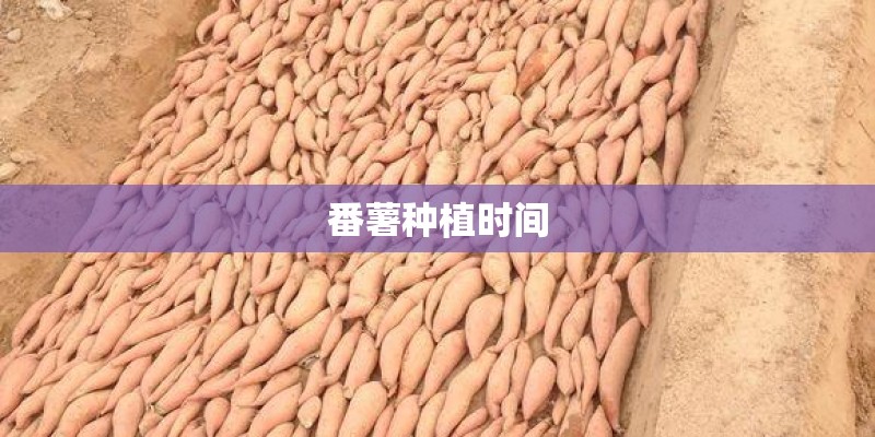 番薯种植时间