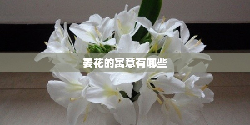 姜花的寓意有哪些