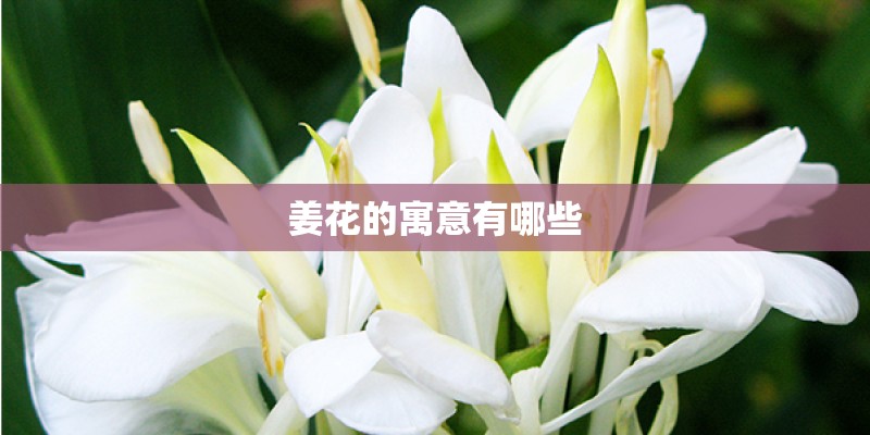 姜花的寓意有哪些