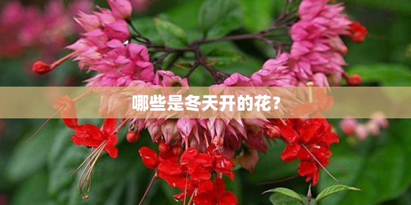 哪些是冬天开的花？
