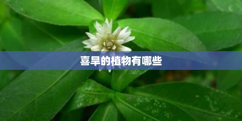 喜旱的植物有哪些