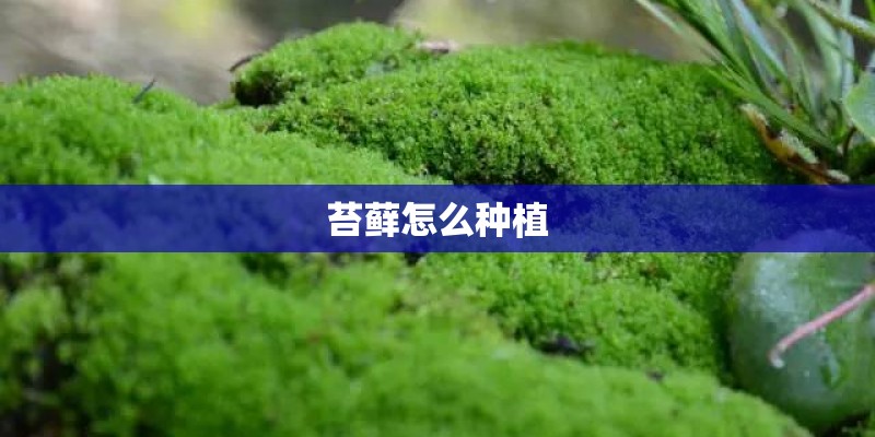 苔藓怎么种植 苔藓怎么种植