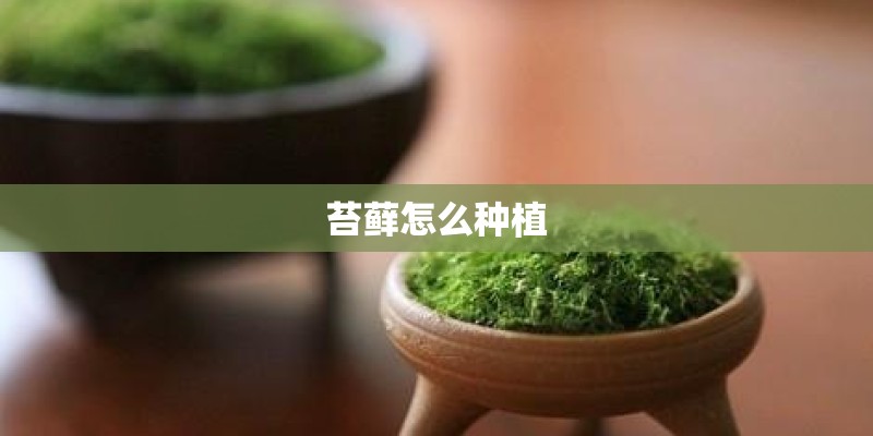 苔藓怎么种植 苔藓怎么种植