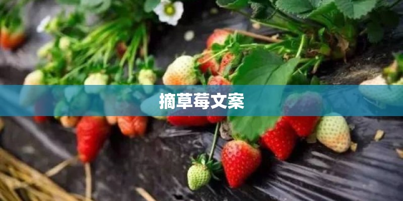 摘草莓文案 摘草莓文案