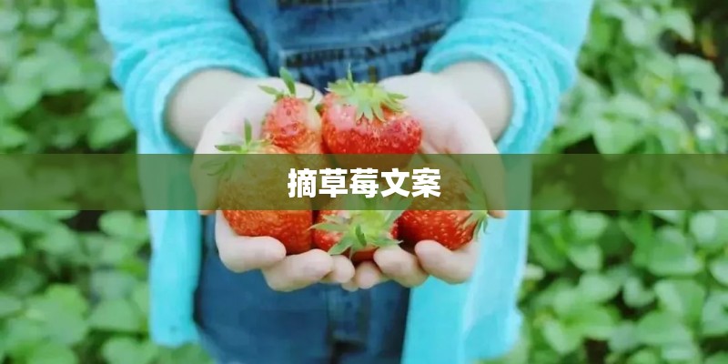 摘草莓文案 摘草莓文案