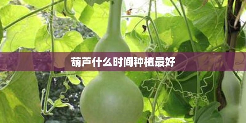 葫芦什么时间种植最好
