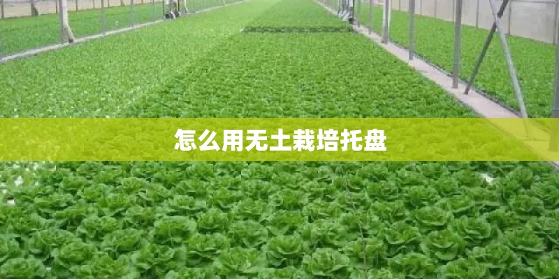 怎么用无土栽培托盘 怎么用无土栽培托盘