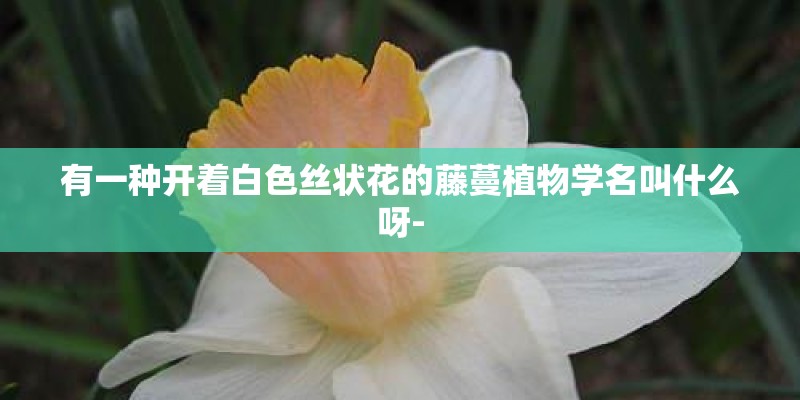 有一种开着白色丝状花的藤蔓植物学名叫什么呀- 有一种开着白色丝状花的藤蔓植物学名叫什么呀-