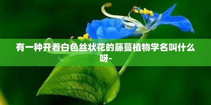 有一种开着白色丝状花的藤蔓植物学名叫什么呀- 有一种开着白色丝状花的藤蔓植物学名叫什么呀-