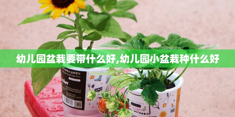幼儿园盆栽要带什么好,幼儿园小盆栽种什么好