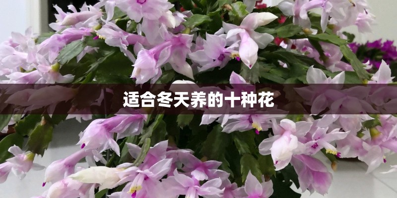 适合冬天养的十种花 适合冬天养的十种花