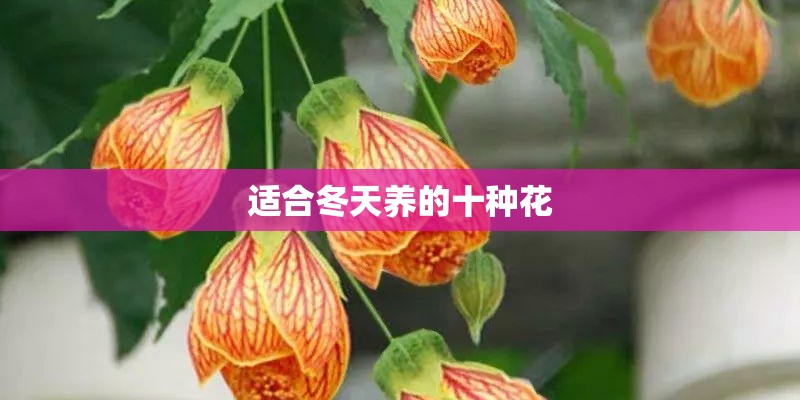 适合冬天养的十种花 适合冬天养的十种花
