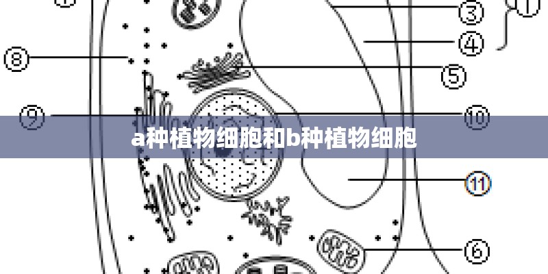 a种植物细胞和b种植物细胞