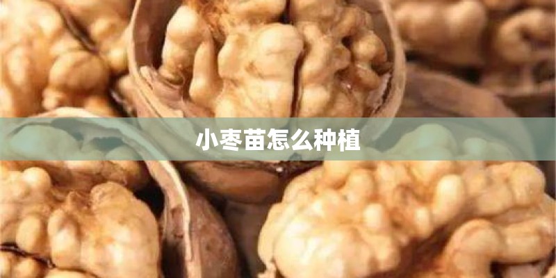 小枣苗怎么种植 小枣苗怎么种植