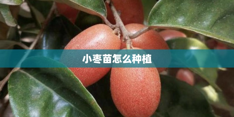 小枣苗怎么种植 小枣苗怎么种植