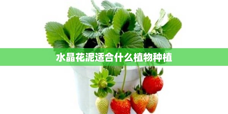 水晶花泥适合什么植物种植 水晶花泥适合什么植物种植
