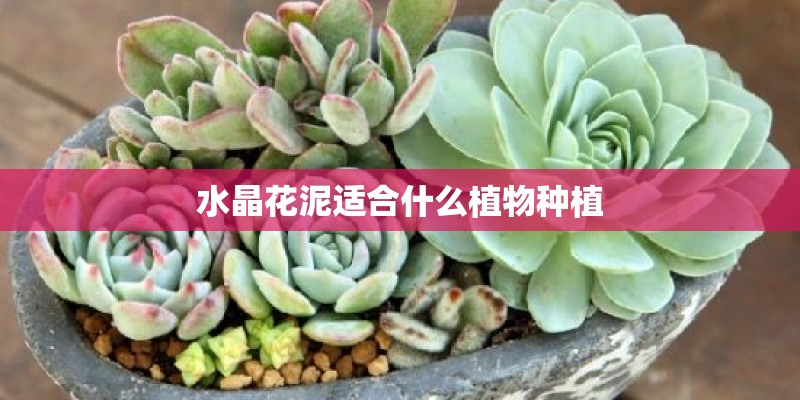 水晶花泥适合什么植物种植 水晶花泥适合什么植物种植