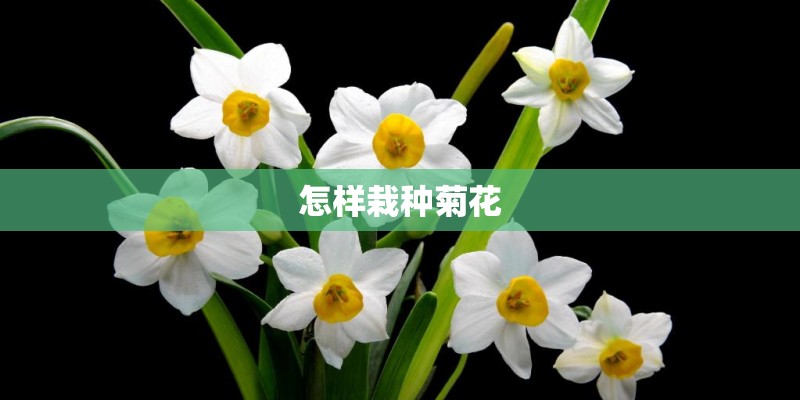 怎样栽种菊花