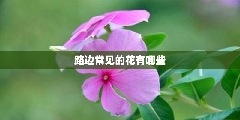路边常见的花有哪些 路边常见的花有哪些
